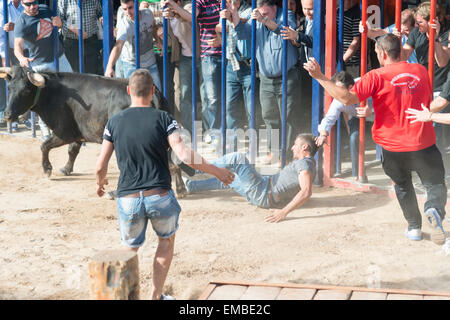 Tuelada Espagne 19 avril 2015. Un homme est décousu par un taureau au cours de l'bullrunning, une partie des festivités en l'honneur de Sant Vicent Ferrer le patron de la ville. Les taureaux sont libérés dans une partie fermée de la ville et les hommes et les animaux se sont poursuivis autour de la rue. Les hommes s'échapper normalement derrière des barrières ou out run les taureaux mais cet homme a été pris par le taureau et frappait par ses cornes et piétinés. Il était capable de marcher avec l'aide d'une ambulance après l'épreuve. Cette image fait partie d'une séquence montrant l'incident du début à la fin. Julian crédit Eales/Alamy Live News Banque D'Images