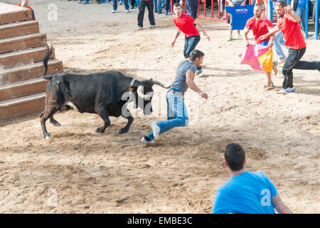 Tuelada Espagne 19 avril 2015. Un homme est décousu par un taureau au cours de l'bullrunning, une partie des festivités en l'honneur de Sant Vicent Ferrer le patron de la ville. Les taureaux sont libérés dans une partie fermée de la ville et les hommes et les animaux se sont poursuivis autour de la rue. Les hommes s'échapper normalement derrière des barrières ou out run les taureaux mais cet homme a été pris par le taureau et frappait par ses cornes et piétinés. Il était capable de marcher avec l'aide d'une ambulance après l'épreuve. Cette image fait partie d'une séquence montrant l'incident du début à la fin. Julian crédit Eales/Alamy Live News Banque D'Images