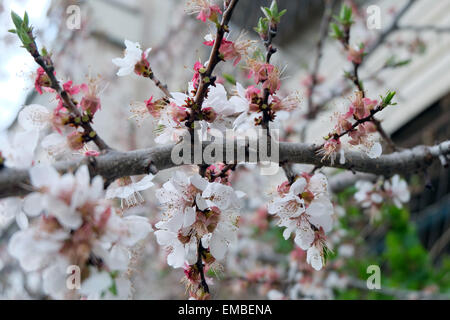 Les fleurs de cerisier, fleurs roses. Fleurs des cerisiers en fleurs un jour de printemps Banque D'Images