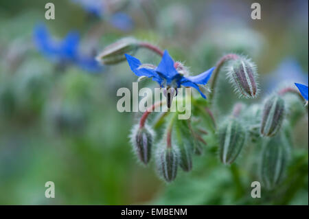 La trientale boréale ou bourrache (Borago officinalis) plante de jardin en fleurs, Echium amoenum Banque D'Images