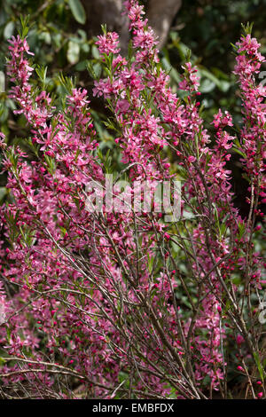 Rose-rouge fleurs de printemps de la Fédération de l'amandier, Prunus tenella 'Fire' Banque D'Images