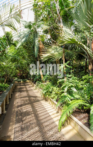 Intérieur du Palm House dans les jardins de Kew, Londres Angleterre Royaume-Uni Banque D'Images