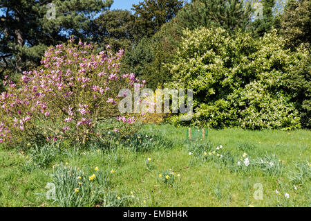 Magnolia en fleurs au printemps dans le parc Banque D'Images