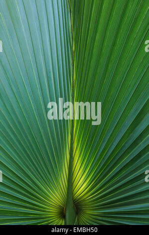 Feuille de palmier éclairée à l'arrière, texture gros plan Banque D'Images