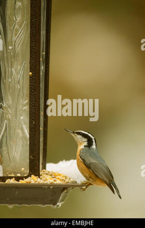 Mâle adulte Sittelle à poitrine rousse (Sitta canadensis) perché sur un convoyeur en Issaquah, Washington, USA Banque D'Images