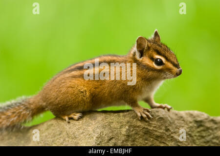 Yellow-Pine Eutamias amoenus (Chipmunk) assis sur un rocher à Issaquah, Washington, USA Banque D'Images