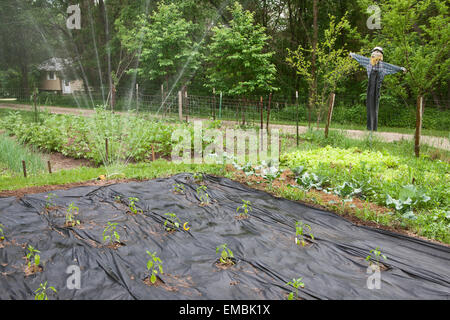 Potager d'être arrosé, fraîchement plantés avec des poivrons doux entouré par un tissu noir paillis dans un 'jardin' cuisine Banque D'Images