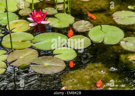 Fleurs de nénuphars dans un étang rempli de poissons rouges, près de Galena, Illinois, USA Banque D'Images