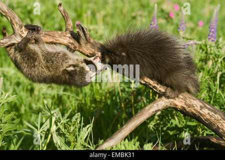 Les jeunes Porcupine commun (Erethizon dorsatum) rencontre un jeune raton laveur (Procyon lotor) sur un journal dans le pré. Banque D'Images