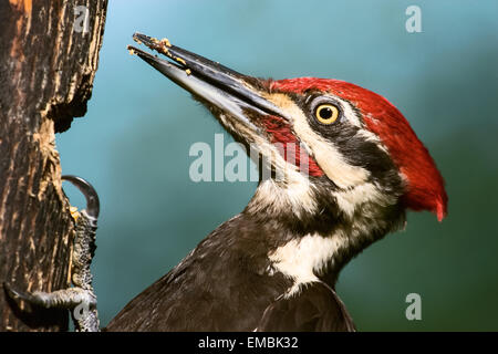 Homme Grand Pic (Drycopus pileatus) Gros plan sur log suet convoyeur en Issaquah, Washington, USA. Banque D'Images