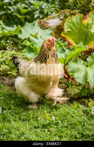Free-range Buff Brahma poule à la recherche de nourriture dans un jardin à Issaquah, Washington, USA Banque D'Images