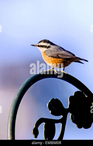 Au lever du soleil sur un matin d'hiver très froid, un adulte blanche (Sitta canadensis) perché sur les panneaux de métal Banque D'Images