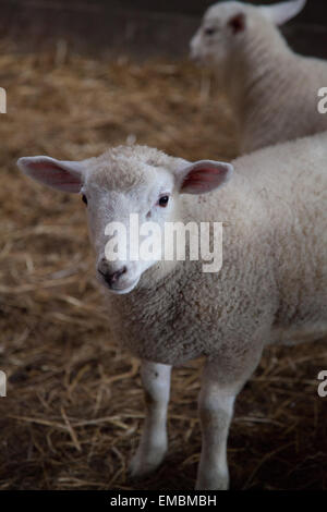 Une semaine 6 vieux gallois agneau élevés au printemps dans un boîtier / bâtiment de ferme en Avril / Pâques. Banque D'Images