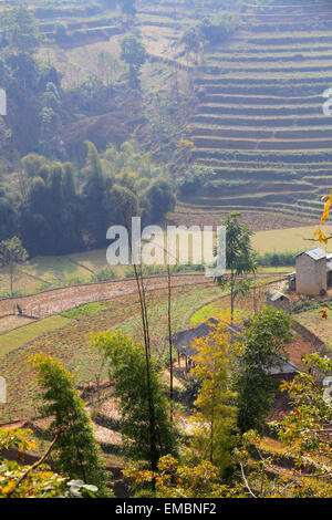 Vietnam, Lao Cai Province, peuvent cau, champs en terrasses, paysage, Banque D'Images