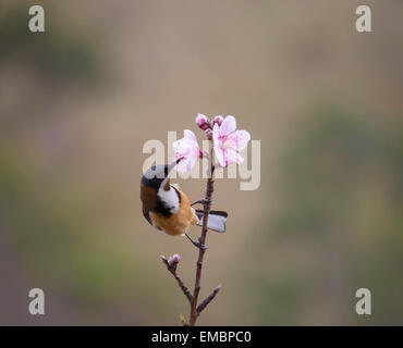 Dans Easern spinebill peach tree Banque D'Images