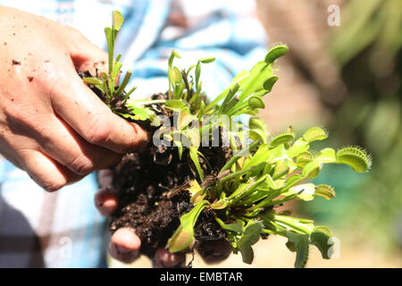 Rempotage des plantes Venus Fly Trap Banque D'Images