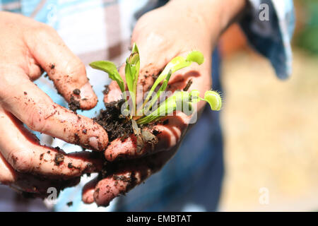 La plantation Venus Fly Trap Banque D'Images