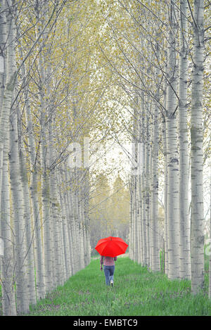 Femme avec parapluie rouge marche loin dans l'arbre Alley sur l'après-midi nuageux Banque D'Images