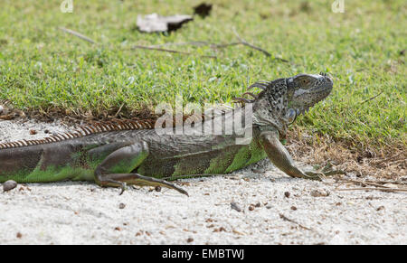 L'iguane à l'état sauvage. La Floride. Banque D'Images