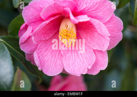 Camellia Williamsii «don'. Fleur rose double avec étamines jaunes, en close up. Banque D'Images