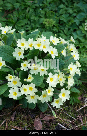 Bouquet d'Primula vulgaris (Primevère sauvage) avec fleur jaune crème pâle au début du printemps. Banque D'Images