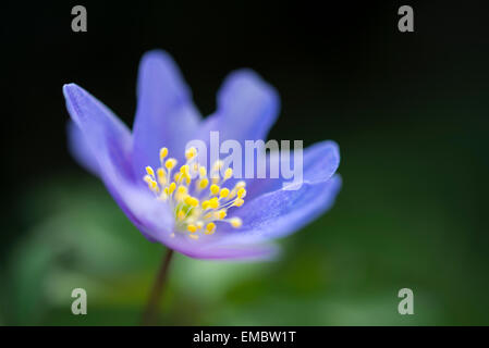 Robinsonia anémone fleur en close up. Une belle petite fleur avec pétales bleu et jaune orangé. Banque D'Images