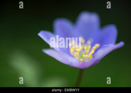 Robinsonia anémone fleur en close up. Une belle petite fleur avec pétales bleu et jaune orangé. Banque D'Images