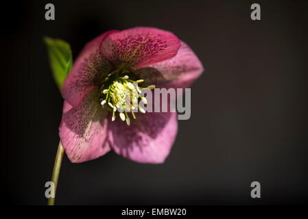 Une fleur dans l'hellébore rose rougeâtre close up avec lumière naturelle. Banque D'Images