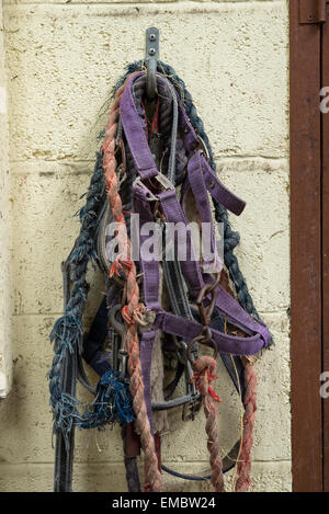 Bien utilisés, tête couleur plomb colliers et câbles pour les chevaux, accroché contre un mur dans un édifice stable. Banque D'Images