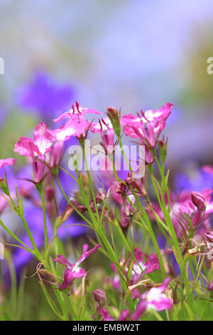 Violet et rose lobelia en mode portrait sur un fond violet doux floue Banque D'Images