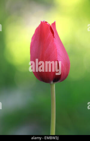 Une seule tulipe rouge se dresse sur un fond vert Banque D'Images