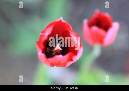 Deux tulipes rouges Banque D'Images