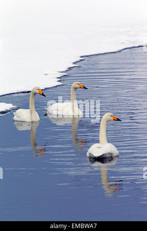 Trois cygnes chanteurs (Cygnus cygnus) Nager en hiver Banque D'Images