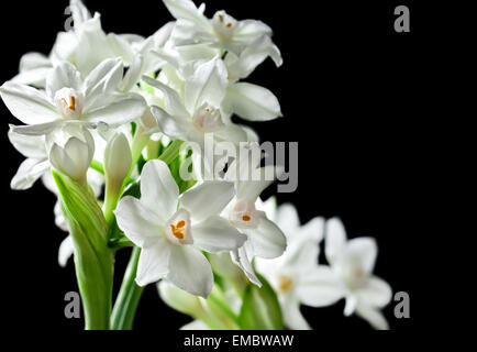 Fleurs de narcisses blancs sur fond noir, avec place pour le texte pour la Fête des Mères, Pâques ou la Saint-Valentin Banque D'Images