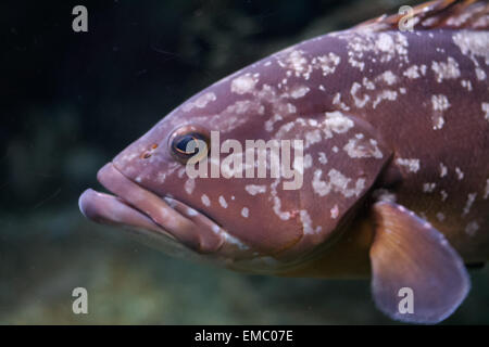 Dusky grouper, Epinephelus marginatus, dans l'aquarium, de l'Espagne. Banque D'Images