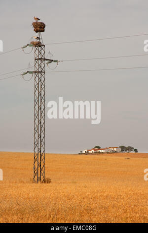 Le jaune des champs de blé et de pylônes électriques plein de nids de cigognes, Espagne Banque D'Images