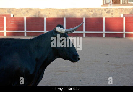 Corrida de formation jour afin de sélectionner les animaux pour les braves taureaux de race Banque D'Images