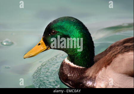 Photo de gros plan ou d'un Canard colvert Anas platyrhynchos, avec des gouttelettes d'eau sur la tête. Banque D'Images