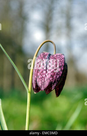 Tête de serpents Fritillary fleur, Bute Park, Cardiff, Pays de Galles. Banque D'Images