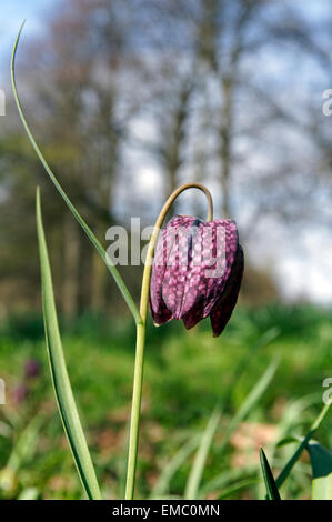 Tête de serpents Fritillary fleur, Bute Park, Cardiff, Pays de Galles. Banque D'Images