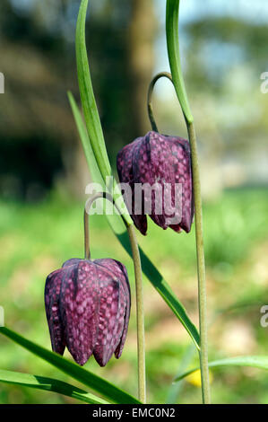 Tête de serpents Fritillary fleur, Bute Park, Cardiff, Pays de Galles. Banque D'Images