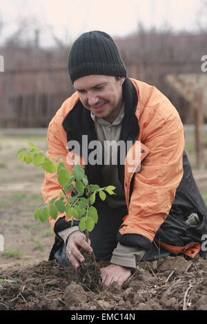 L'homme dans le jardin, la plantation d'un jeune arbre Banque D'Images