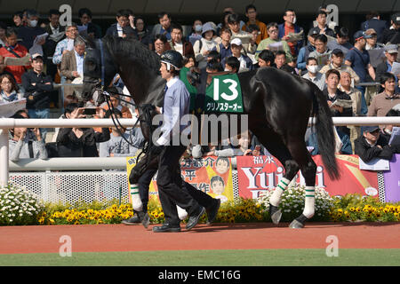 Kurino Star O, 18 avril 2015 - Les courses de chevaux : Kurino Star O est conduit dans le paddock avant l'Antares Enjeux Hippodrome de Hanshin à Hyogo, Japon. (Photo par Eiichi Yamane/AFLO) Banque D'Images