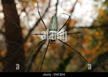 Golden-Orb weaver Nephila maculata Banque D'Images