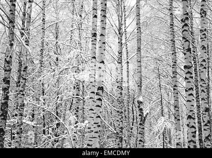 Bouleau arbres neige noir et blanc Banque D'Images