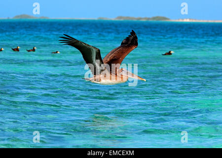 Alcatraz ou Pélican brun (Pelecanus occidentalis) en vol immatures sur la mer Banque D'Images