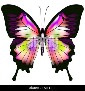 Papillon Illustration de Vecteur