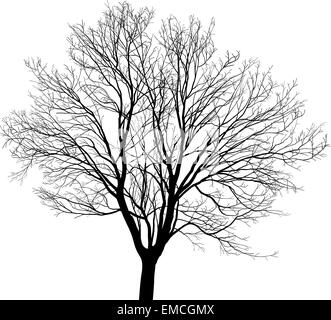 Jeune arbre d'érable Illustration de Vecteur