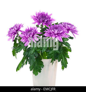 Bouquet de chrysanthèmes en pot de fleurs isolé sur fond blanc. Libre. Banque D'Images