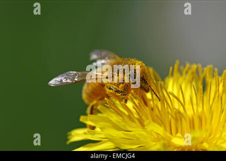 Abeille à miel passe par une fleur jaune couverts dans le pollen Banque D'Images